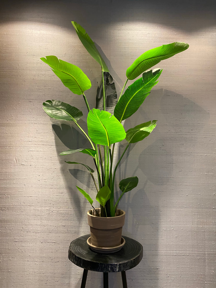 schlingpflanzen zimmerpflanzen Philodendron squamiferum main image 0