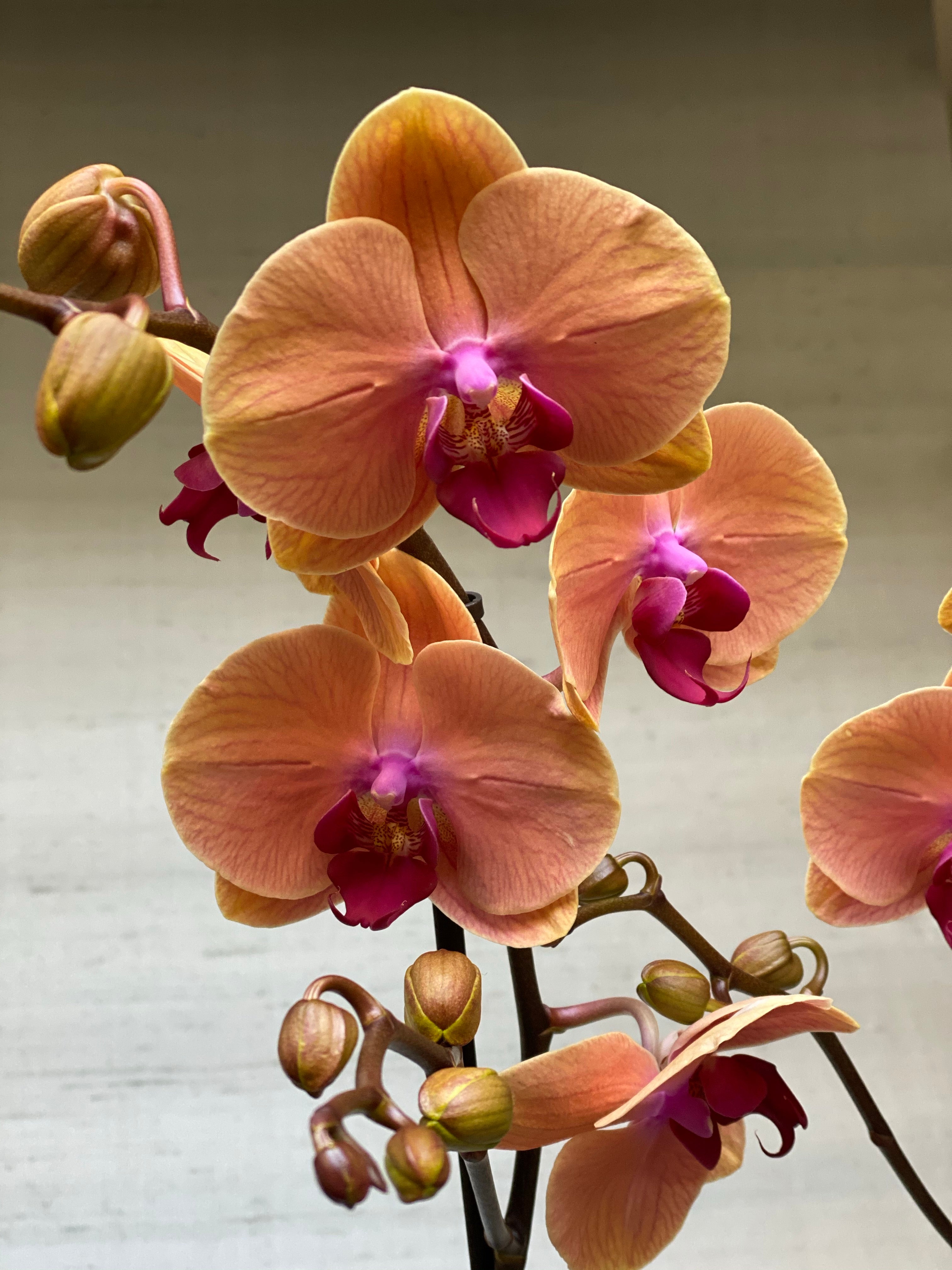 Orchidee Zalm / Salmon - Plant