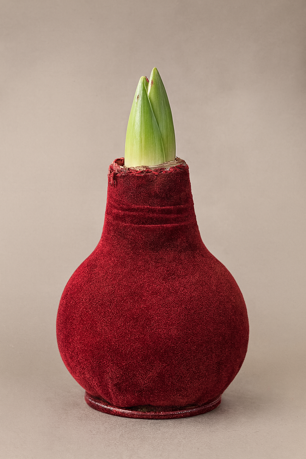 Luxe in rode velour ondergedompelde amaryllisbol