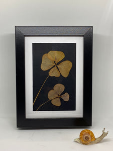Klavertje 4 ingelijst / Four-leaf clover framed - Cadeau’s / Gifts