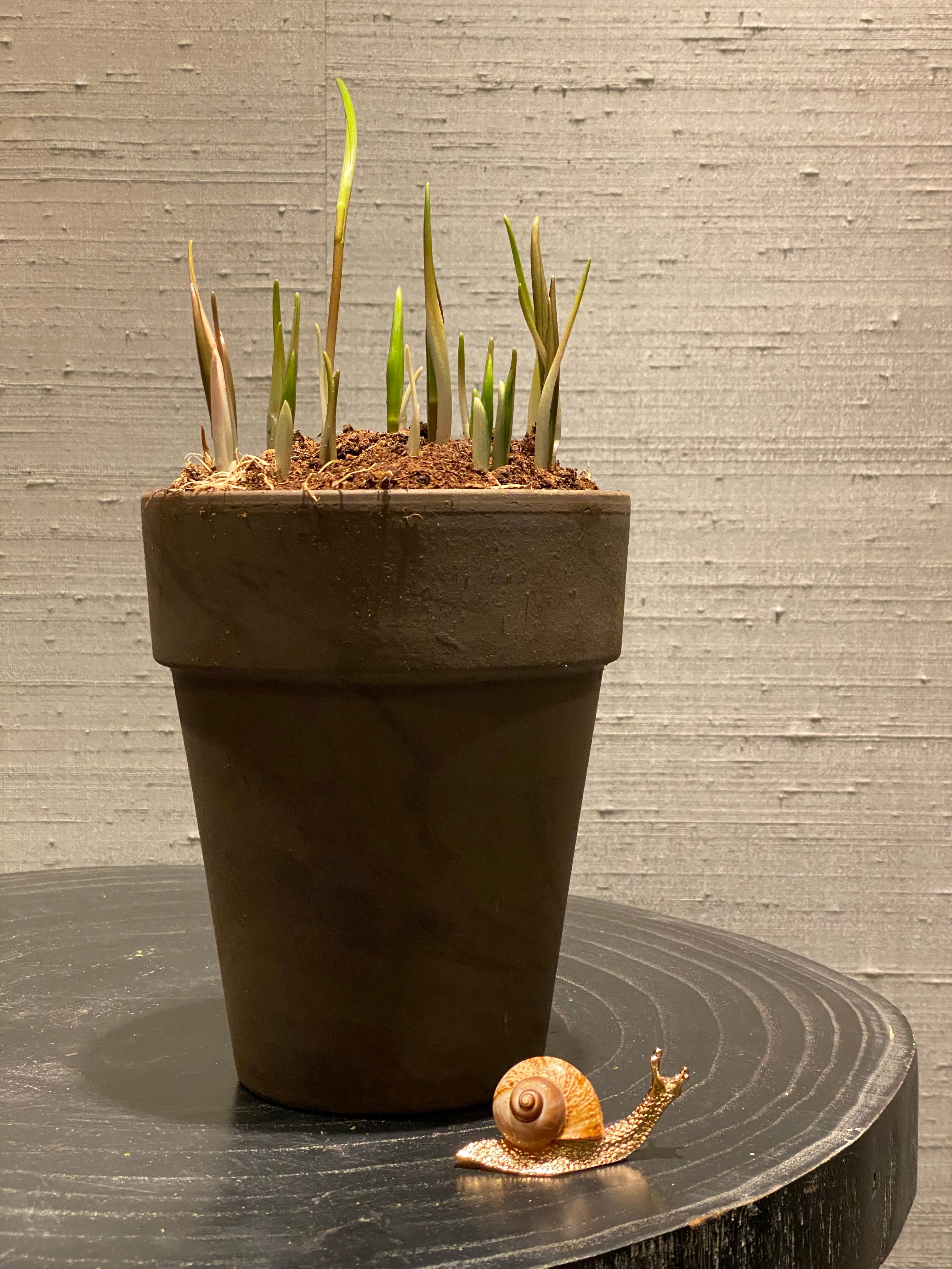 Voorjaarsbollen / Springbulbs  Frittelaria - Plant