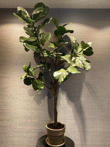 Ficus - Kunst / Artificial