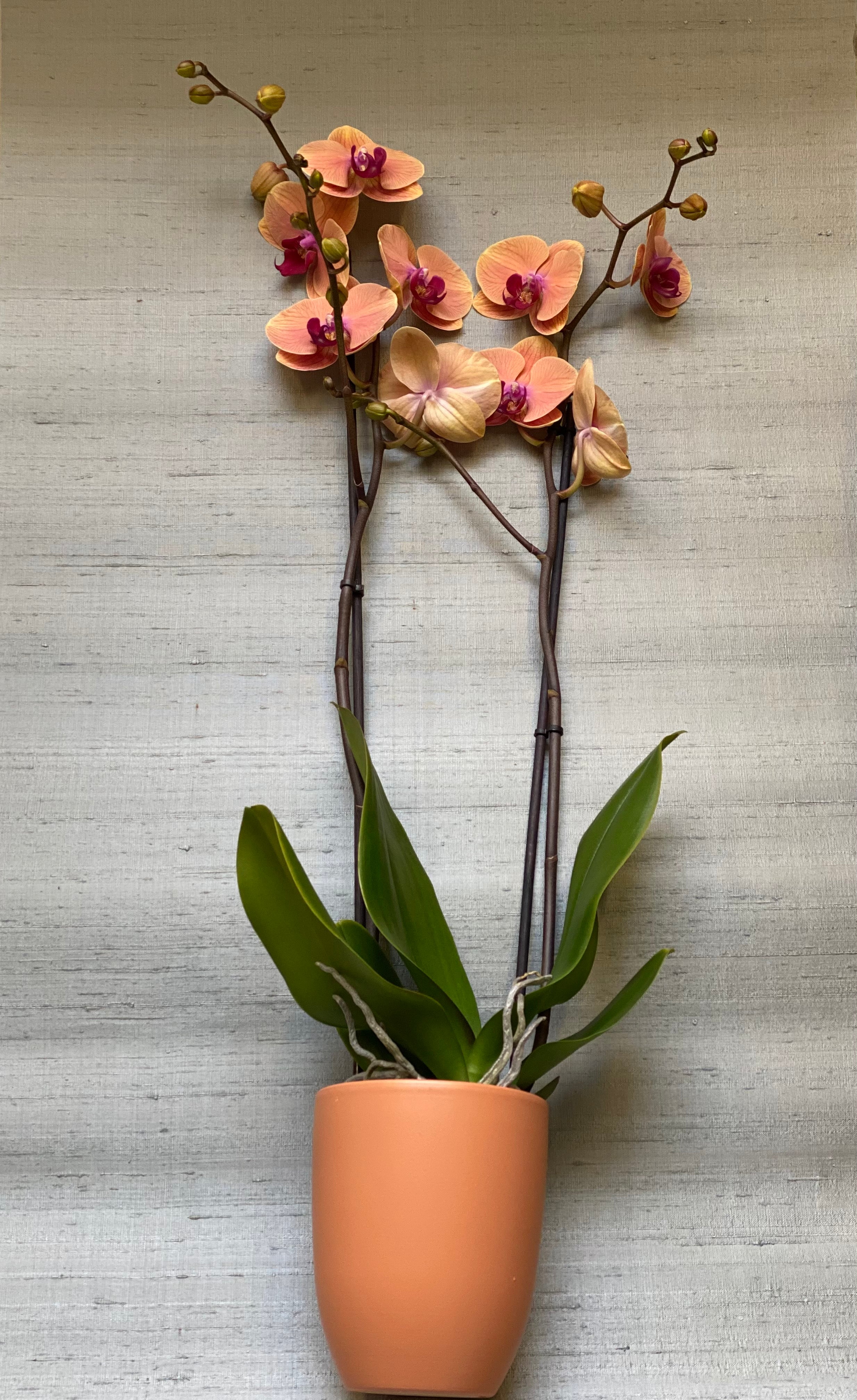 Orchidee Zalm / Salmon - Plant